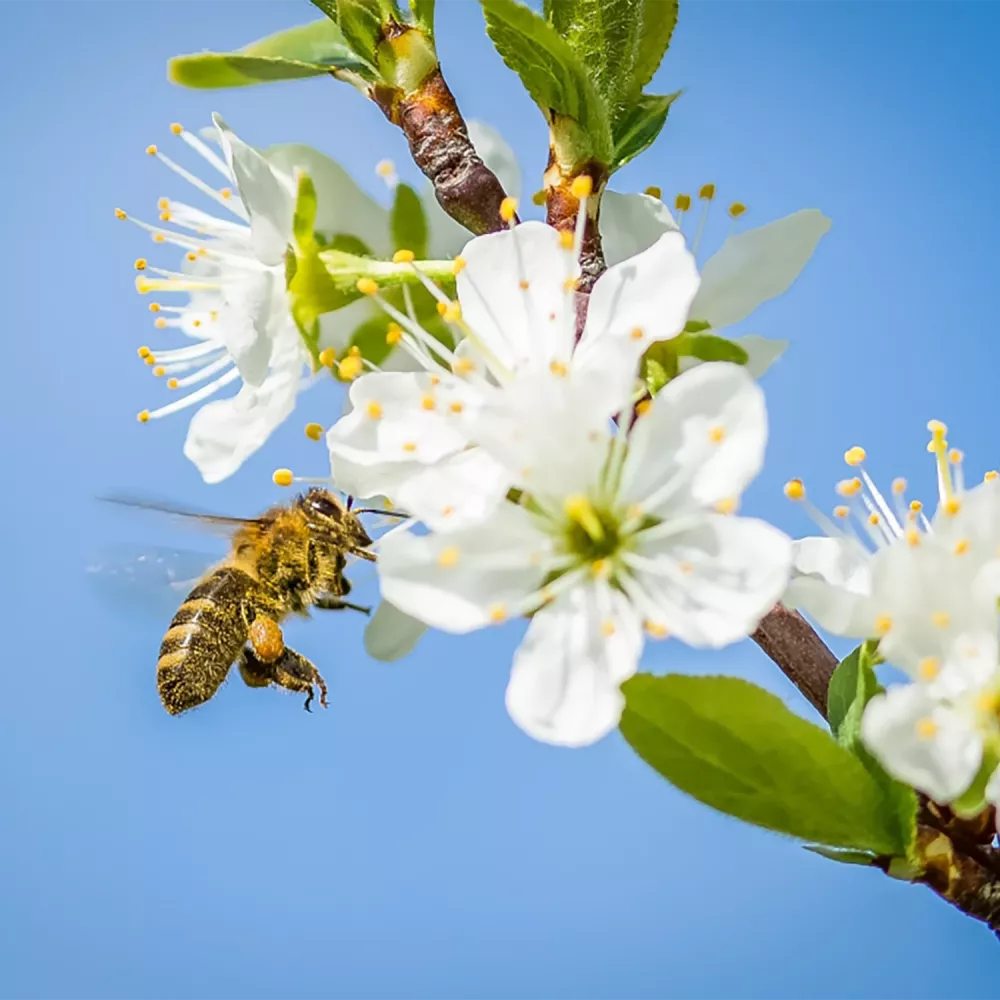 Honeybee collecting pollen from white blossoms on a tree branch against a clear blue sky.