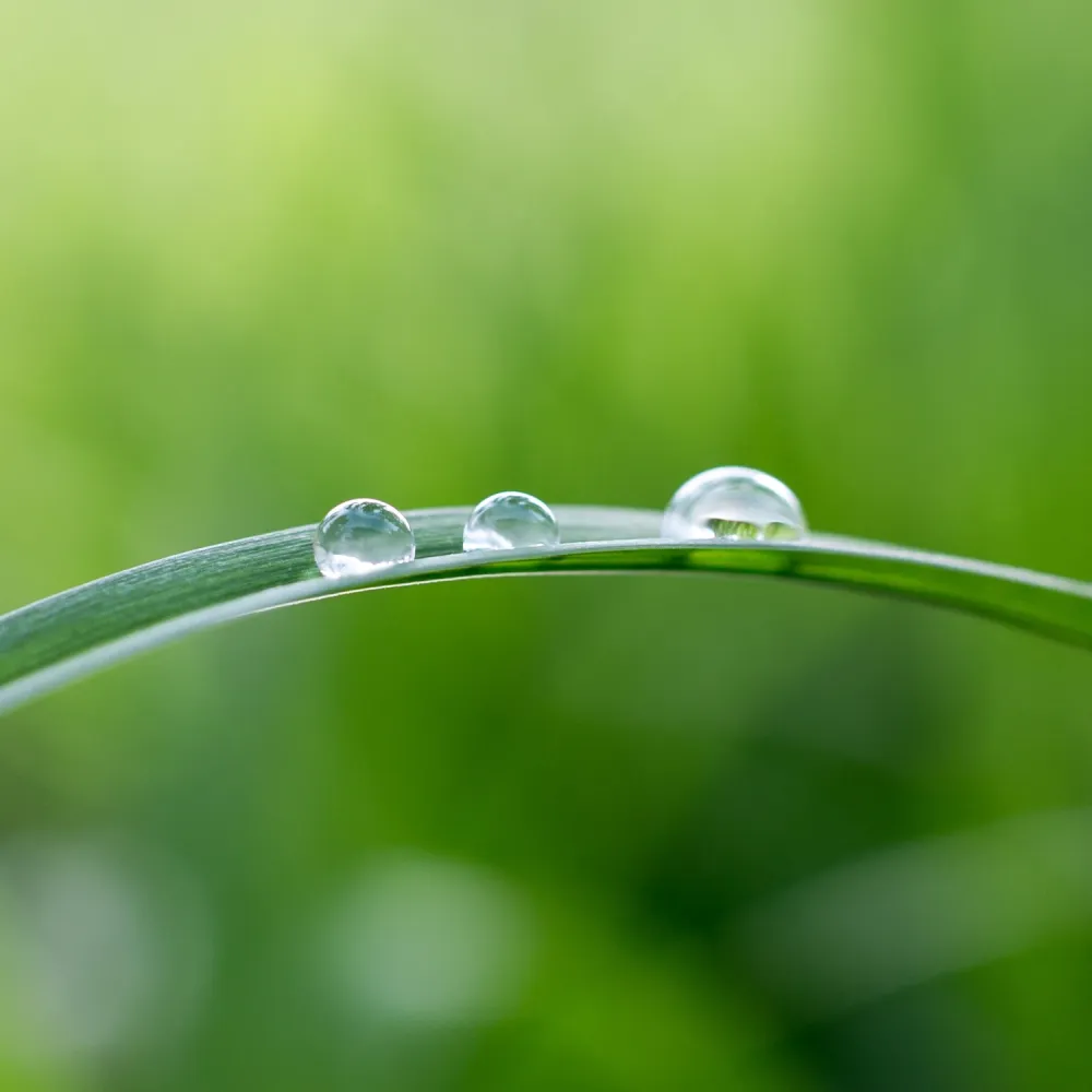 Close-up of three clear water droplets resting on a curved green blade of grass against a soft, blurred green background.